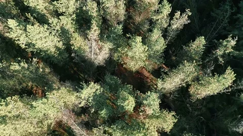 Forest shutterstock4 Stock Footage 219873172