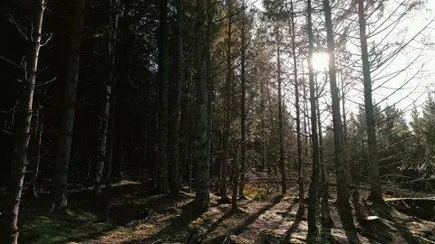 Forest shutterstock5 Stock Footage 219873152