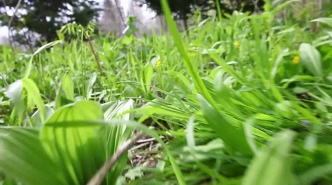 Forest in Siberia Stock Footage 43749333