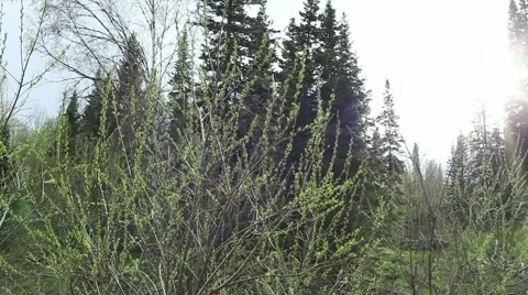 Forest in Siberia Stock Footage 43750189