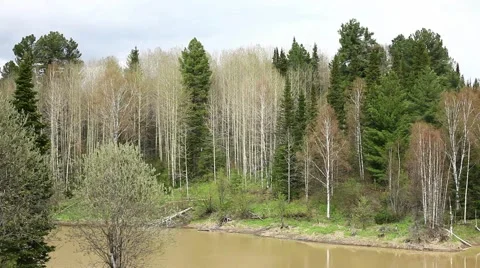 Forest in Siberia Stock Footage 43750484