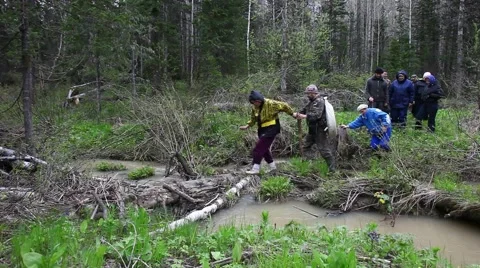 Forest in Siberia 스톡 동영상 43750958