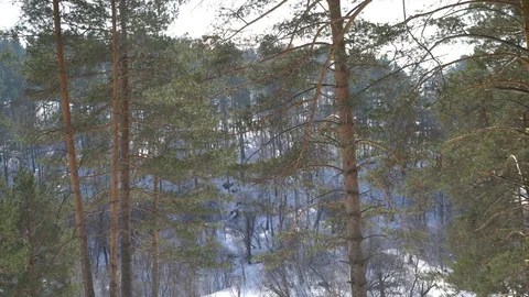 Forest in Siberia. Two short stories are united into one. Stock Footage 87289977