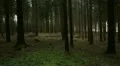 forest sideways steadicam HD Footage