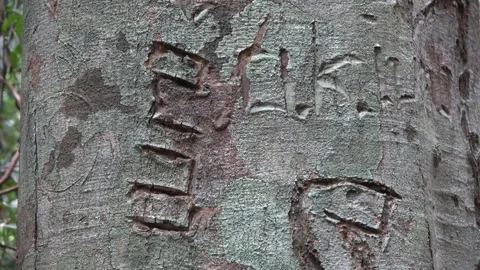 Forest signage, Malaysia Stock Footage 133676790
