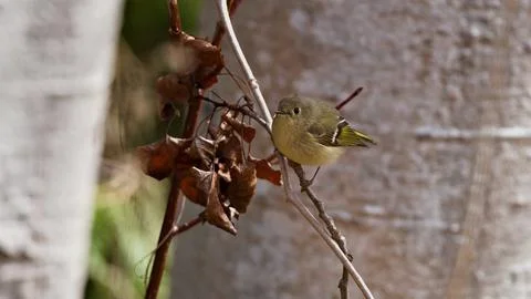 Forest Silence and Song: Ruby-Crowned Kinglet Between Springtime Greens Stock Photos
