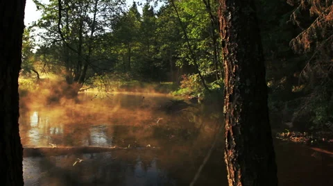 Forest silence Stock-Footage 51235674