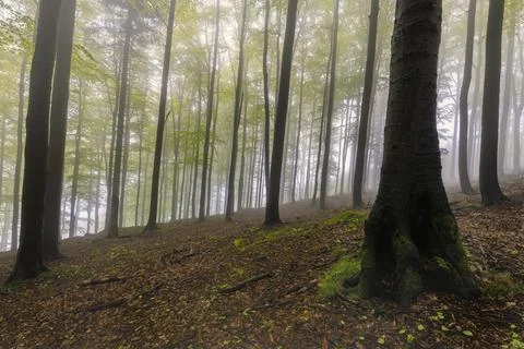 Forest Silence on the Slope Stock Photos