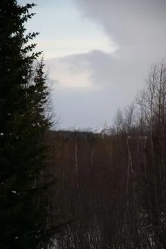 Forest silence under a cloudy sky Stock Photos