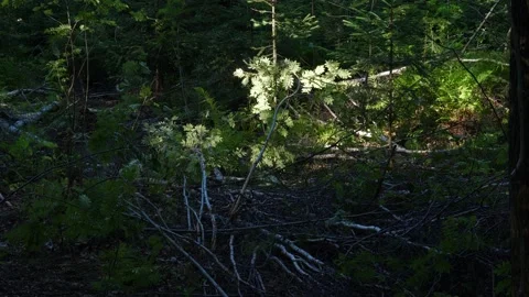 Forest in Silesia in the summer Video stock 119242168