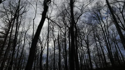 Forest Silhouette Hyperlapse Mammoth Cave National Park Kentucky Hiking Trail Stock Footage 58270501