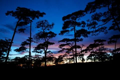 Forest silhouette Stock Photos