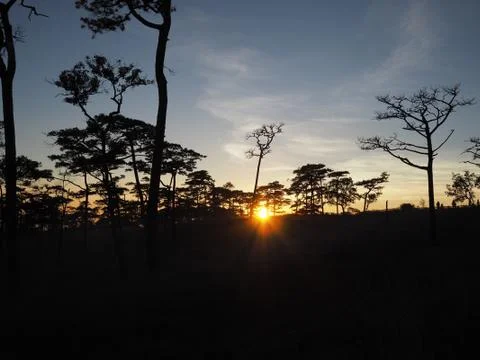 Forest silhouette Stock Photos