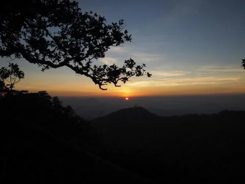Forest silhouette Stock Photos