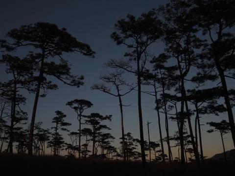 Forest silhouette Stock Photos