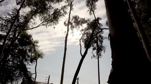 Forest Silhouette sunlight flicker from the trees leaves dolly shot Stock Footage 130415527