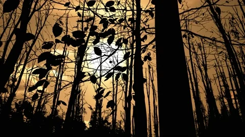 Forest Silhouette Trees Autumn Fall Branches, Video stock 236992101