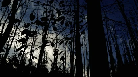 Forest Silhouette Trees Autumn Fall Branches, Stock Footage 238082330