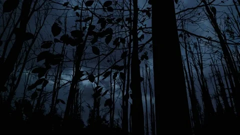 Forest Silhouette Trees Autumn Fall Branches Stock Footage 239739317