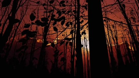 Forest Silhouette Trees Autumn Fall Branches Stock Footage 239959015