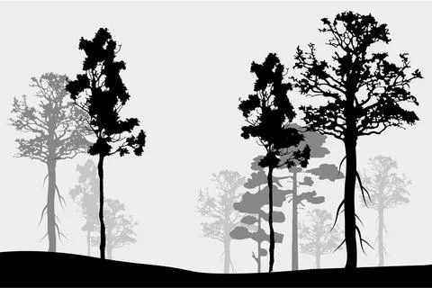 Forest silhouette trees. Vector illustration. Stock-Illustration