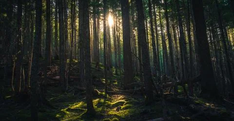 Forest silhouetted by a sunset. Stock Photos