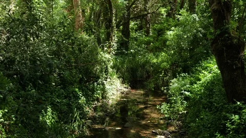Forest in Sintra Stock Footage 90895902