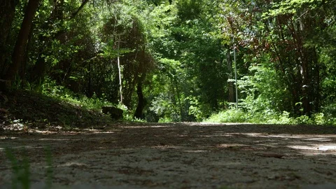 Forest in Sintra Stock Footage 90900422