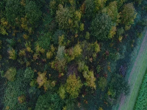 Forest from the sky And Fields Stock Footage 83099103