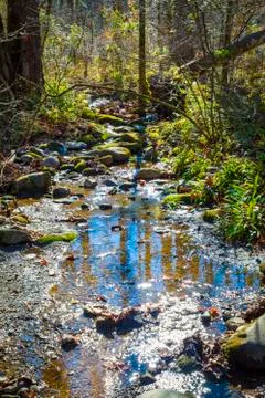 Forest with Sky Blue Stream Stock Photos