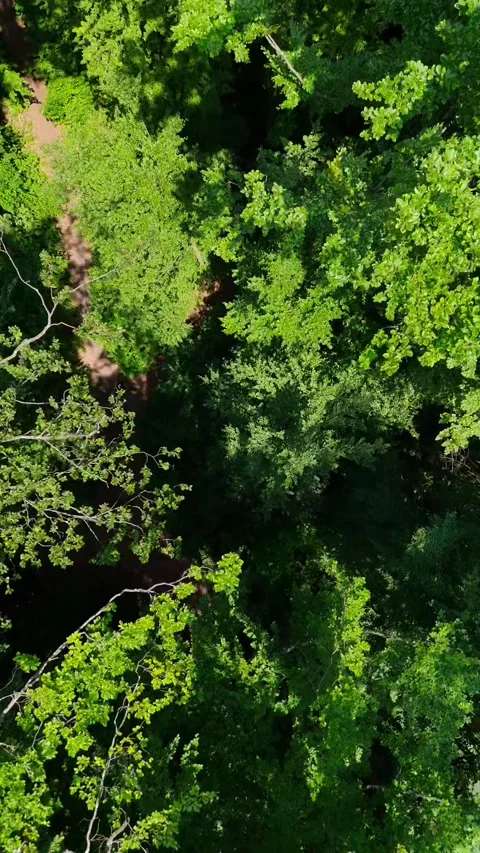 Forest from sky to bottom Stockbeeldmateriaal 319361237