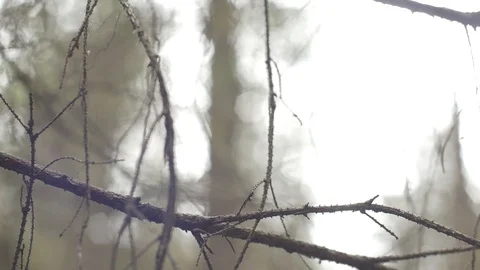 Forest Sky Down to Leaf On The Ground 動画素材 97702308