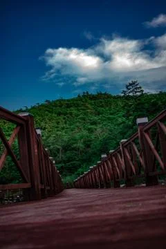 Forest with sky evening time 库存照片