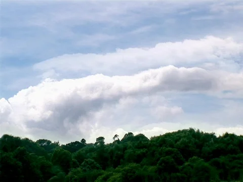 Forest Sky Stock Footage 489854