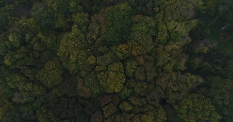 Forest from the sky Stock Footage 83089634