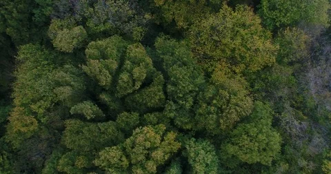 Forest from the sky Stock Footage 83089748