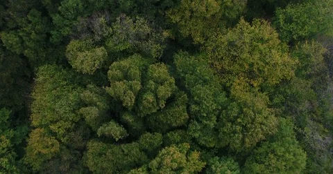 Forest from the sky Stock Footage 83091971