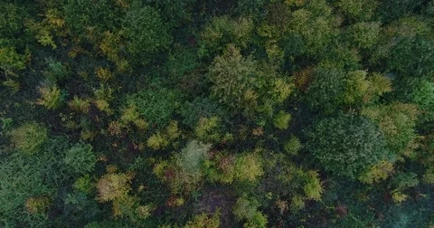 Forest from the sky Stock Footage 83092102
