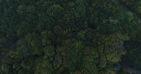 Forest from the sky Stock Footage 83098305