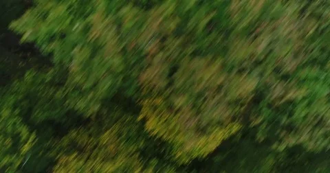Forest from the sky Stock Footage 83098998