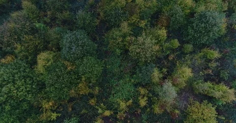 Forest from the sky Stock Footage 83099509
