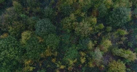 Forest from the sky Stock Footage 83099548