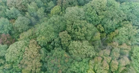 Forest from the sky Stock Footage 83099837