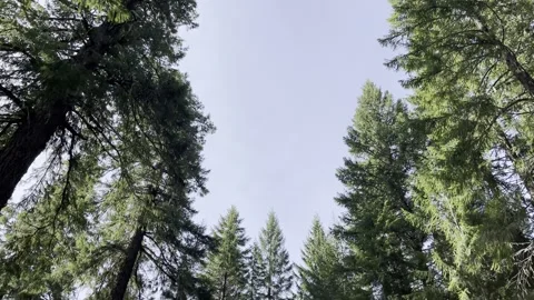 Forest sky Stock Footage 156665066