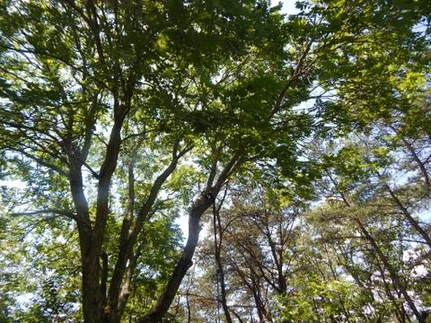 Forest Sky Stock Photos