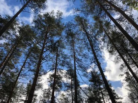 Forest sky Stock Photos
