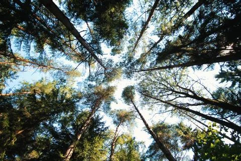 Forest sky 스톡 사진