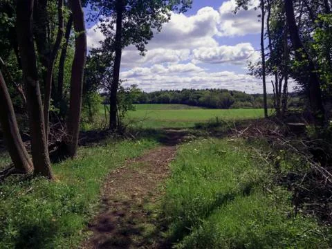 Forest sky Foto stock