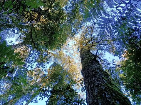 Forest sky Stock Photos