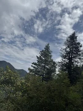 A Forest Sky Stock Photos